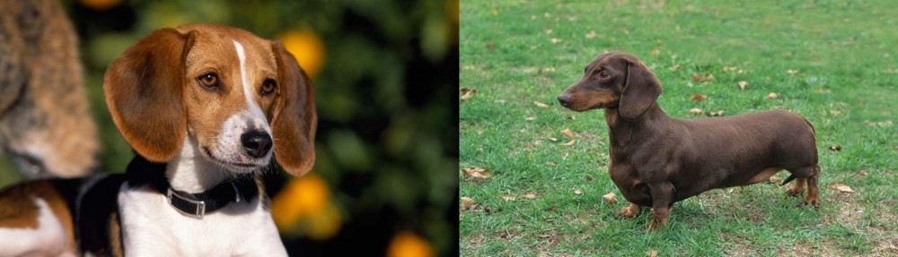 Dachshund vs American Foxhound - Breed Comparison