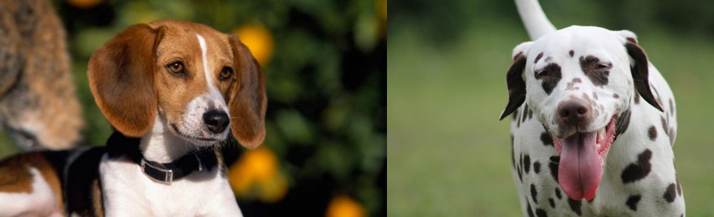Dalmatian vs American Foxhound - Breed Comparison