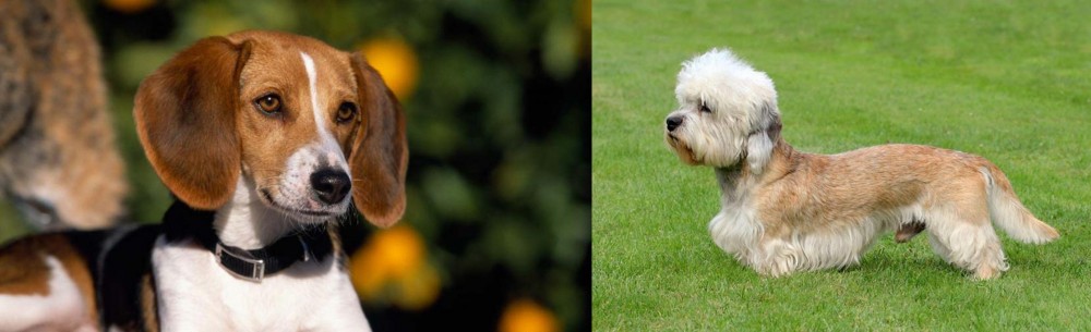 Dandie Dinmont Terrier vs American Foxhound - Breed Comparison