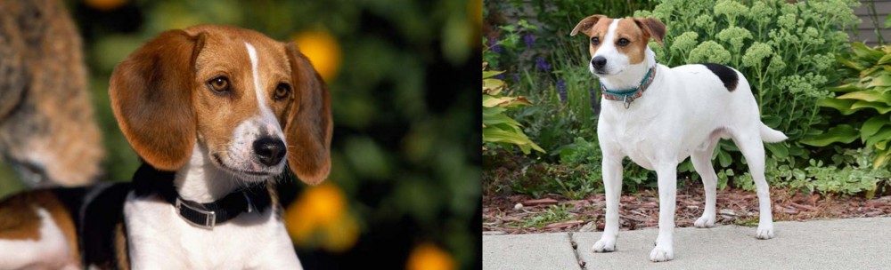 Danish Swedish Farmdog vs American Foxhound - Breed Comparison