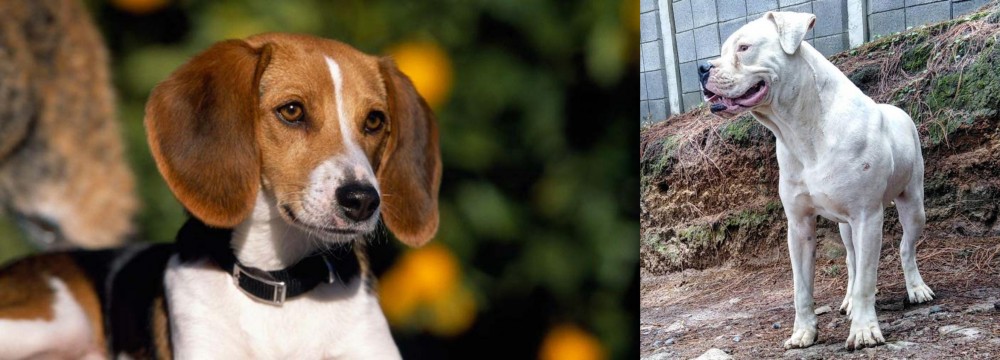 Dogo Guatemalteco vs American Foxhound - Breed Comparison