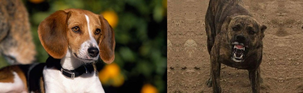 Dogo Sardesco vs American Foxhound - Breed Comparison