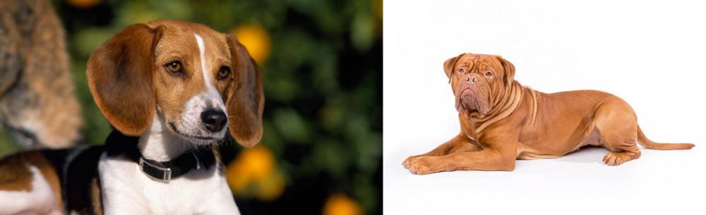 Dogue De Bordeaux vs American Foxhound - Breed Comparison