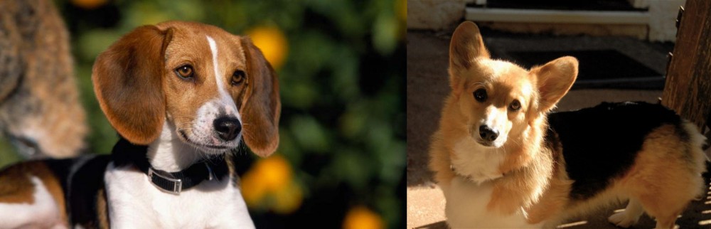 Dorgi vs American Foxhound - Breed Comparison