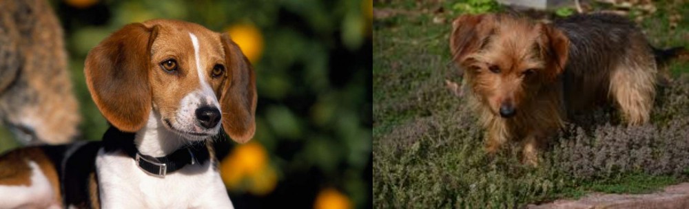 Dorkie vs American Foxhound - Breed Comparison