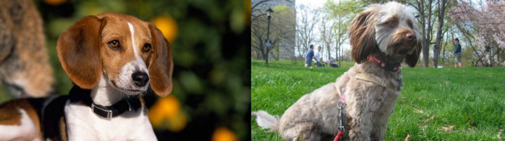 Doxiepoo vs American Foxhound - Breed Comparison