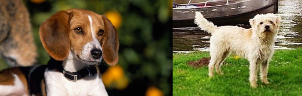 Dutch Smoushond vs American Foxhound - Breed Comparison