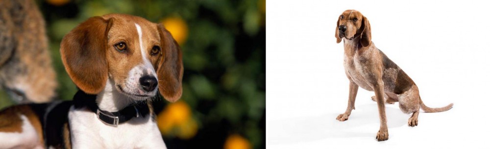 English Coonhound vs American Foxhound - Breed Comparison