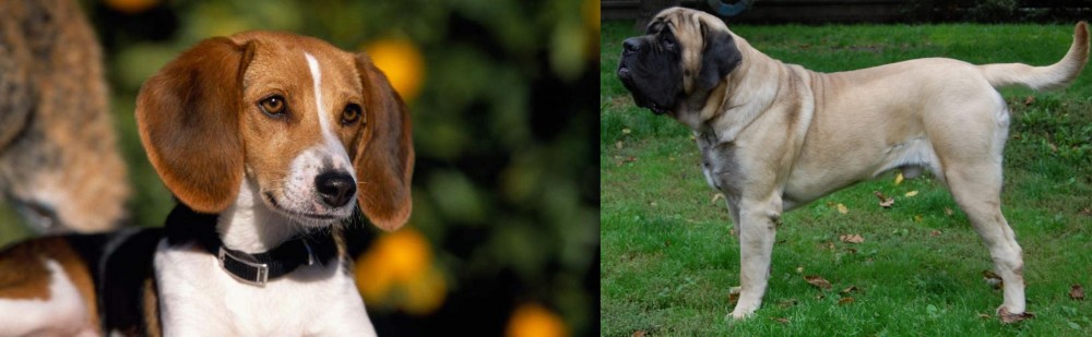 English Mastiff vs American Foxhound - Breed Comparison