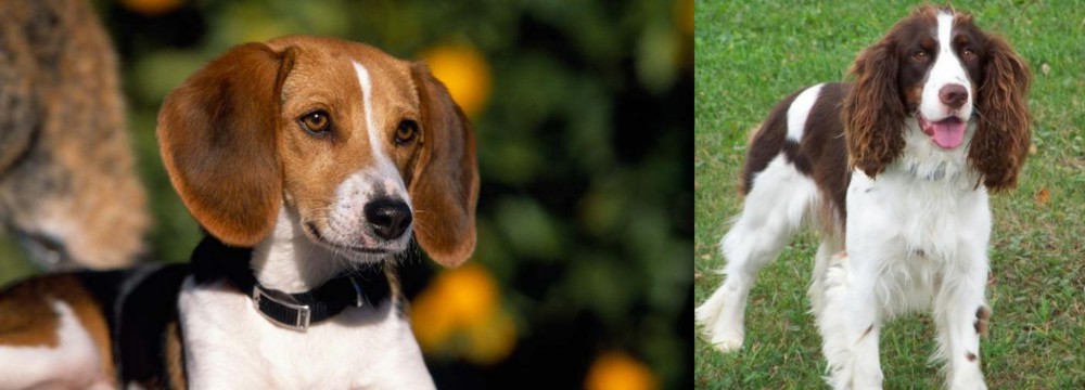 English Springer Spaniel vs American Foxhound - Breed Comparison