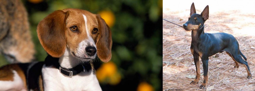 English Toy Terrier (Black & Tan) vs American Foxhound - Breed Comparison