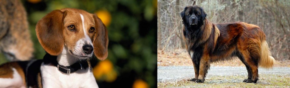 Estrela Mountain Dog vs American Foxhound - Breed Comparison