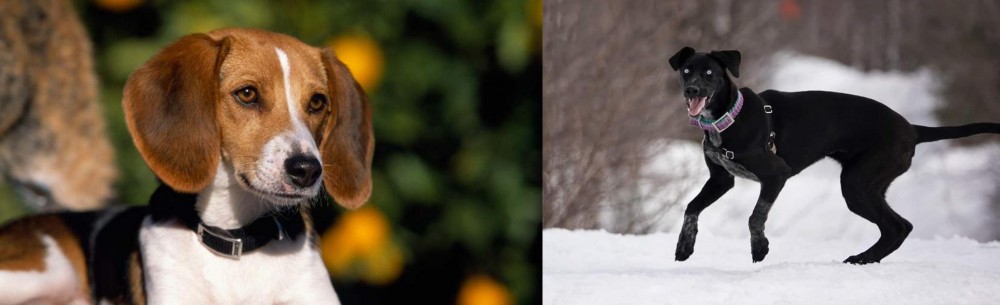 Eurohound vs American Foxhound - Breed Comparison