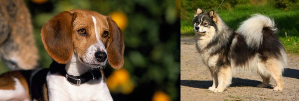 Finnish Lapphund vs American Foxhound - Breed Comparison