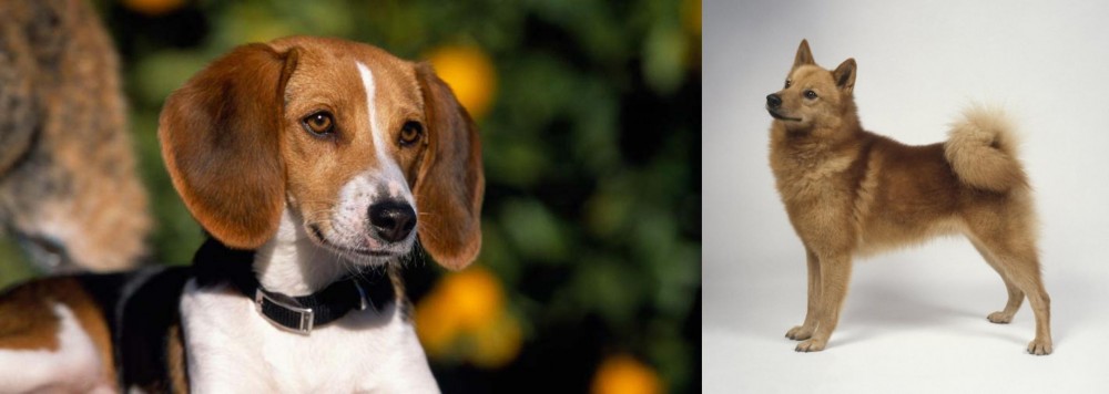 Finnish Spitz vs American Foxhound - Breed Comparison