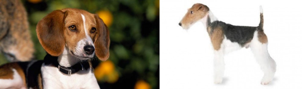 Fox Terrier vs American Foxhound - Breed Comparison