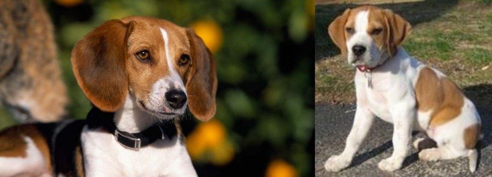Francais Blanc et Orange vs American Foxhound - Breed Comparison