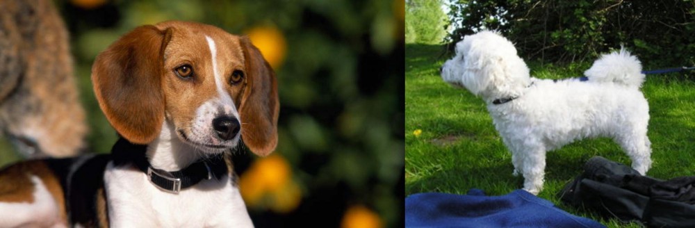 Franzuskaya Bolonka vs American Foxhound - Breed Comparison