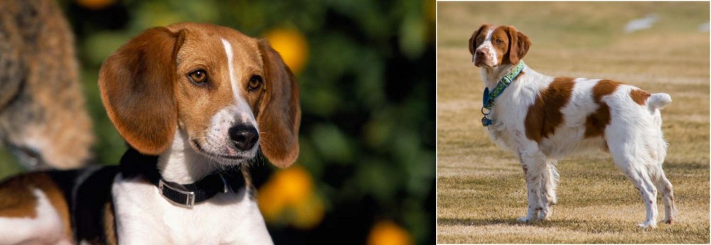 French Brittany vs American Foxhound - Breed Comparison
