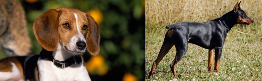 German Pinscher vs American Foxhound - Breed Comparison