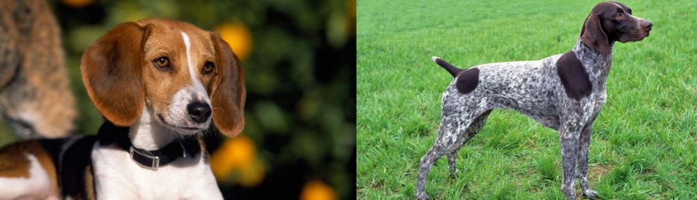 German Shorthaired Pointer vs American Foxhound - Breed Comparison