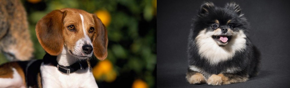 German Spitz (Klein) vs American Foxhound - Breed Comparison