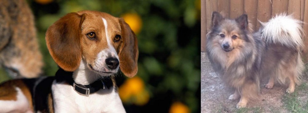 German Spitz (Mittel) vs American Foxhound - Breed Comparison