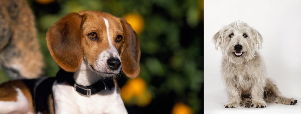 Glen of Imaal Terrier vs American Foxhound - Breed Comparison