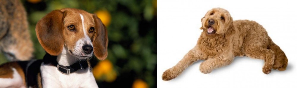 Golden Doodle vs American Foxhound - Breed Comparison
