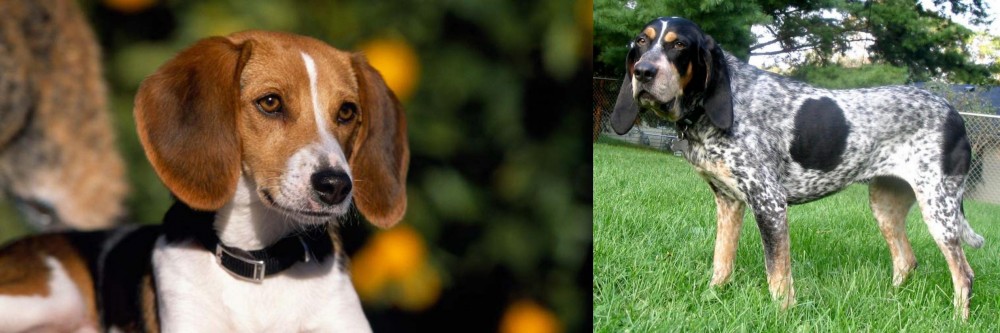 Griffon Bleu de Gascogne vs American Foxhound - Breed Comparison