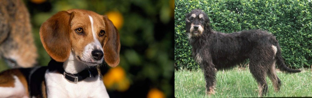 Griffon Nivernais vs American Foxhound - Breed Comparison