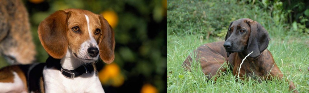 Hanover Hound vs American Foxhound - Breed Comparison