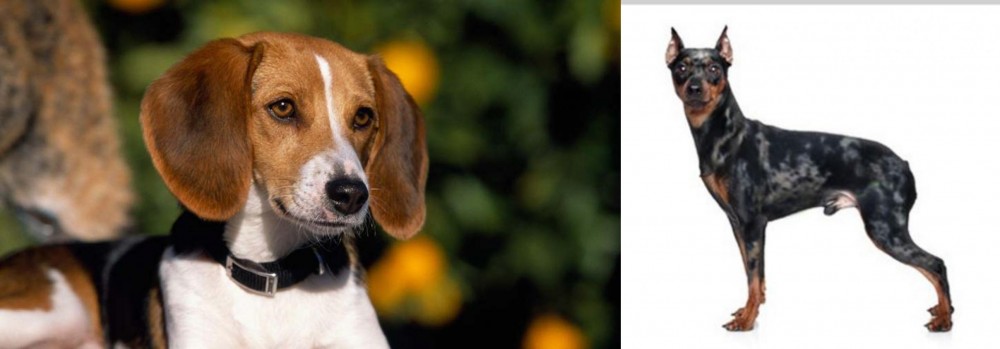 Harlequin Pinscher vs American Foxhound - Breed Comparison