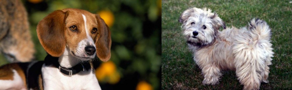 Havapoo vs American Foxhound - Breed Comparison