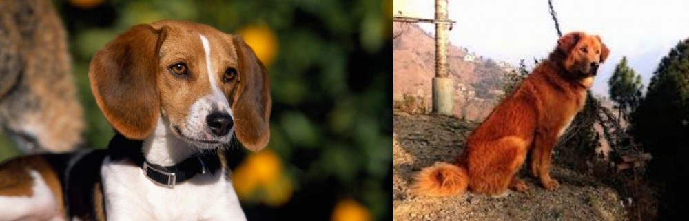 Himalayan Sheepdog vs American Foxhound - Breed Comparison