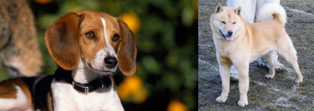 Hokkaido vs American Foxhound - Breed Comparison