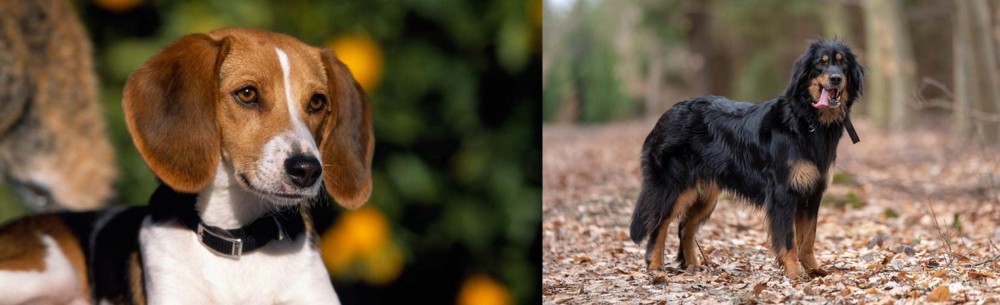 Hovawart vs American Foxhound - Breed Comparison