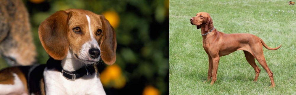 Hungarian Vizsla vs American Foxhound - Breed Comparison