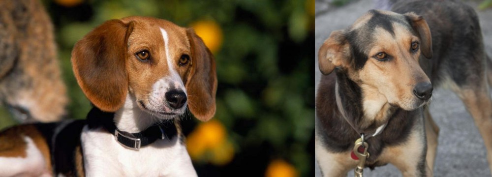 Huntaway vs American Foxhound - Breed Comparison