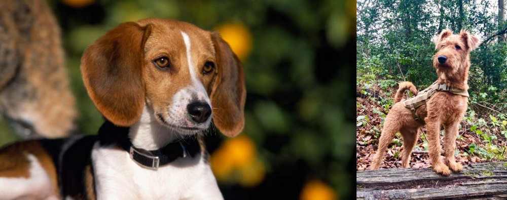Irish Terrier vs American Foxhound - Breed Comparison