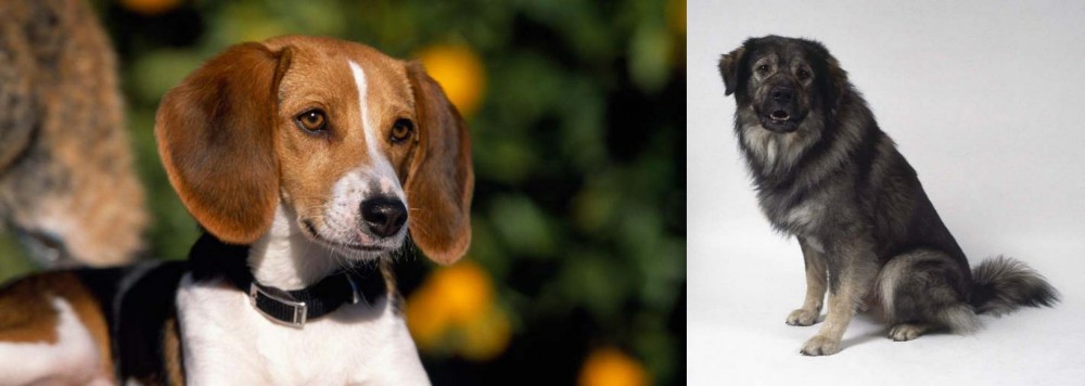 Istrian Sheepdog vs American Foxhound - Breed Comparison