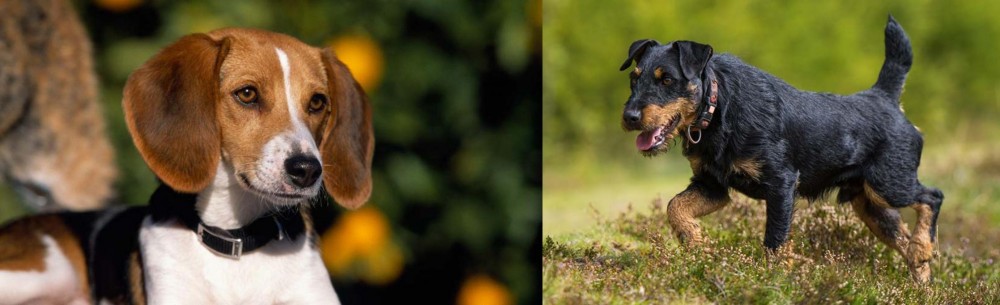 Jagdterrier vs American Foxhound - Breed Comparison