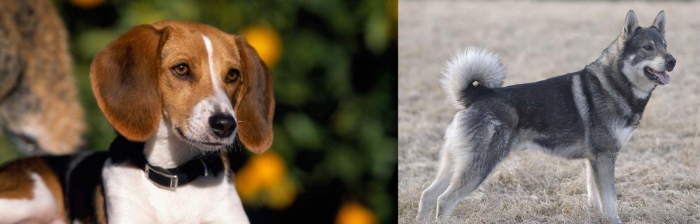 Jamthund vs American Foxhound - Breed Comparison
