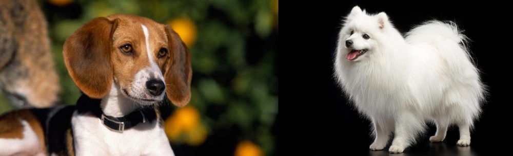 Japanese Spitz vs American Foxhound - Breed Comparison