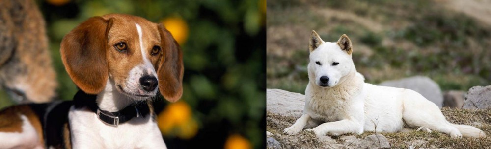 Jindo vs American Foxhound - Breed Comparison