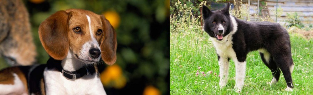 Karelian Bear Dog vs American Foxhound - Breed Comparison