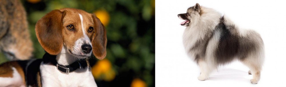 Keeshond vs American Foxhound - Breed Comparison