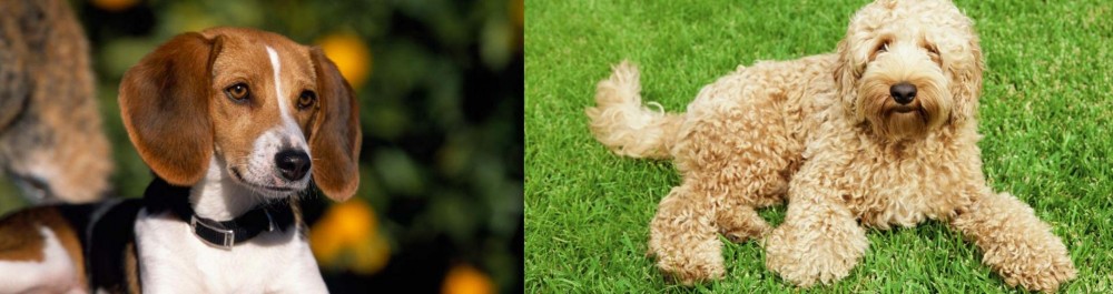 Labradoodle vs American Foxhound - Breed Comparison