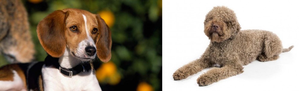 Lagotto Romagnolo vs American Foxhound - Breed Comparison