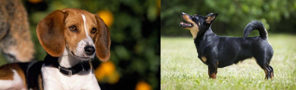 Lancashire Heeler vs American Foxhound - Breed Comparison